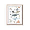 Picture of Sea Life _GroupedProduct_Rectangle_Portrait_Framed_Matted_