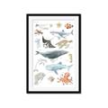 Picture of Sea Life _GroupedProduct_Rectangle_Portrait_Framed_Matted_