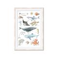 Picture of Sea Life _GroupedProduct_Rectangle_Portrait_Framed_Matted_