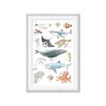 Picture of Sea Life _GroupedProduct_Rectangle_Portrait_Framed_Matted_