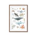 Picture of Sea Life _GroupedProduct_Rectangle_Portrait_Framed_Matted_