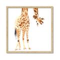 Picture of Bending over Giraffe _GroupedProduct_Square_Framed_Matted_