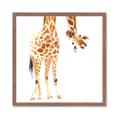 Picture of Bending over Giraffe _GroupedProduct_Square_Framed_Matted_
