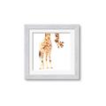 Picture of Bending over Giraffe _GroupedProduct_Square_Framed_Matted_