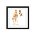Picture of Bending over Giraffe _GroupedProduct_Square_Framed_Matted_