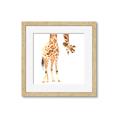 Picture of Bending over Giraffe _GroupedProduct_Square_Framed_Matted_