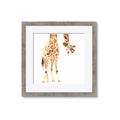 Picture of Bending over Giraffe _GroupedProduct_Square_Framed_Matted_