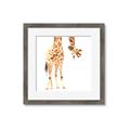 Picture of Bending over Giraffe _GroupedProduct_Square_Framed_Matted_