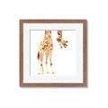 Picture of Bending over Giraffe _GroupedProduct_Square_Framed_Matted_