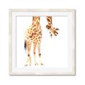 Picture of Bending over Giraffe _GroupedProduct_Square_Framed_Matted_