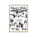 Picture of Black and white Animals _GroupedProduct_Rectangle_Portrait_Framed_Matted_