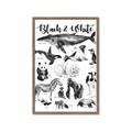 Picture of Black and white Animals _GroupedProduct_Rectangle_Portrait_Framed_Matted_