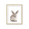 Picture of In Front Bunny _GroupedProduct_Rectangle_Portrait_Framed_Matted_