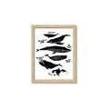 Picture of Ocean Life Black and White _GroupedProduct_Rectangle_Portrait_Framed_Matted_
