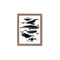 Picture of Ocean Life Black and White _GroupedProduct_Rectangle_Portrait_Framed_Matted_