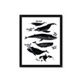 Picture of Ocean Life Black and White _GroupedProduct_Rectangle_Portrait_Framed_Matted_