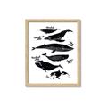 Picture of Ocean Life Black and White _GroupedProduct_Rectangle_Portrait_Framed_Matted_