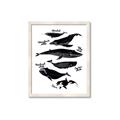Picture of Ocean Life Black and White _GroupedProduct_Rectangle_Portrait_Framed_Matted_