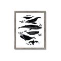 Picture of Ocean Life Black and White _GroupedProduct_Rectangle_Portrait_Framed_Matted_
