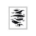 Picture of Ocean Life Black and White _GroupedProduct_Rectangle_Portrait_Framed_Matted_