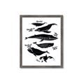 Picture of Ocean Life Black and White _GroupedProduct_Rectangle_Portrait_Framed_Matted_