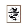 Picture of Ocean Life Black and White _GroupedProduct_Rectangle_Portrait_Framed_Matted_