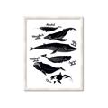 Picture of Ocean Life Black and White _GroupedProduct_Rectangle_Portrait_Framed_Matted_