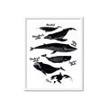 Picture of Ocean Life Black and White _GroupedProduct_Rectangle_Portrait_Framed_Matted_