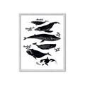 Picture of Ocean Life Black and White _GroupedProduct_Rectangle_Portrait_Framed_Matted_