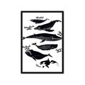 Picture of Ocean Life Black and White _GroupedProduct_Rectangle_Portrait_Framed_Matted_