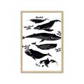 Picture of Ocean Life Black and White _GroupedProduct_Rectangle_Portrait_Framed_Matted_