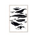 Picture of Ocean Life Black and White _GroupedProduct_Rectangle_Portrait_Framed_Matted_