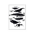 Picture of Ocean Life Black and White _GroupedProduct_Rectangle_Portrait_Framed_Matted_
