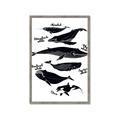 Picture of Ocean Life Black and White _GroupedProduct_Rectangle_Portrait_Framed_Matted_