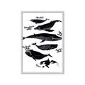 Picture of Ocean Life Black and White _GroupedProduct_Rectangle_Portrait_Framed_Matted_