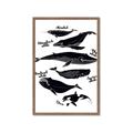 Picture of Ocean Life Black and White _GroupedProduct_Rectangle_Portrait_Framed_Matted_