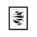 Picture of Ocean Life Black and White _GroupedProduct_Rectangle_Portrait_Framed_Matted_
