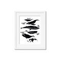 Picture of Ocean Life Black and White _GroupedProduct_Rectangle_Portrait_Framed_Matted_