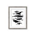 Picture of Ocean Life Black and White _GroupedProduct_Rectangle_Portrait_Framed_Matted_