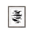 Picture of Ocean Life Black and White _GroupedProduct_Rectangle_Portrait_Framed_Matted_