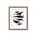 Picture of Ocean Life Black and White _GroupedProduct_Rectangle_Portrait_Framed_Matted_