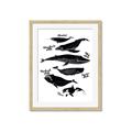Picture of Ocean Life Black and White _GroupedProduct_Rectangle_Portrait_Framed_Matted_