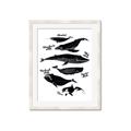 Picture of Ocean Life Black and White _GroupedProduct_Rectangle_Portrait_Framed_Matted_