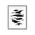 Picture of Ocean Life Black and White _GroupedProduct_Rectangle_Portrait_Framed_Matted_