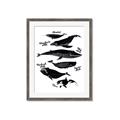 Picture of Ocean Life Black and White _GroupedProduct_Rectangle_Portrait_Framed_Matted_