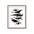 Picture of Ocean Life Black and White _GroupedProduct_Rectangle_Portrait_Framed_Matted_