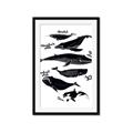 Picture of Ocean Life Black and White _GroupedProduct_Rectangle_Portrait_Framed_Matted_