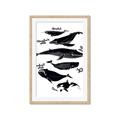 Picture of Ocean Life Black and White _GroupedProduct_Rectangle_Portrait_Framed_Matted_