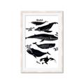 Picture of Ocean Life Black and White _GroupedProduct_Rectangle_Portrait_Framed_Matted_