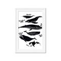 Picture of Ocean Life Black and White _GroupedProduct_Rectangle_Portrait_Framed_Matted_